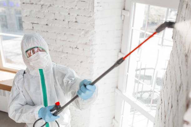 Reliable St Paul, MN Mold Removal Solutions
