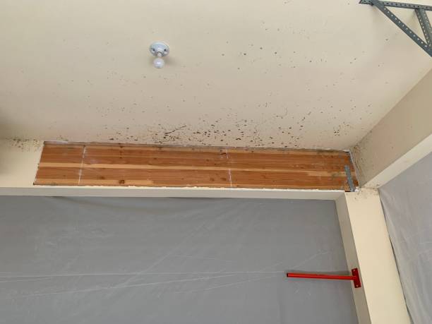 Best Air Quality Testing for Mold Spores  in St Paul, MN